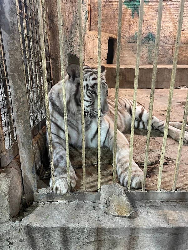 Duhok Zoo - Image 3