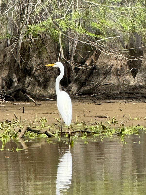 Roanoke River National Wildlife Refuge - Image 2