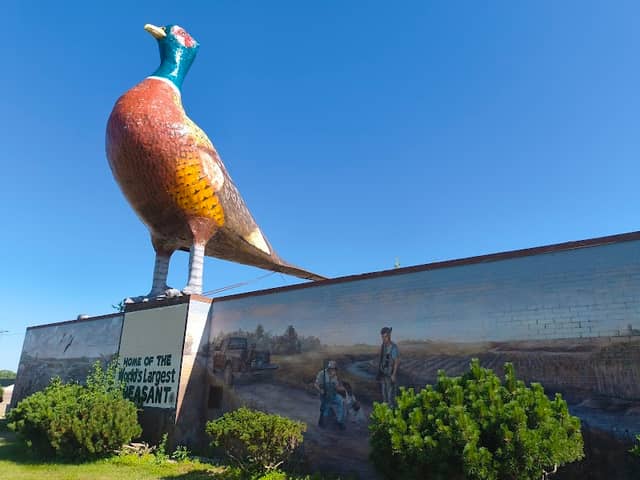 World's Largest Pheasant - Image 1