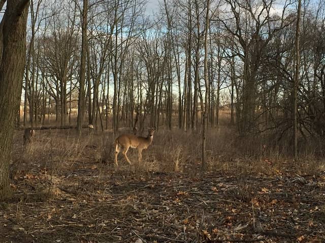 Greenbelt Forest Preserve - Image 1