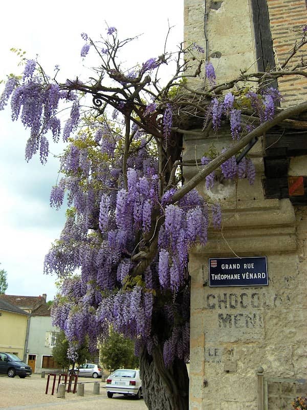 Glycine de Saint Loup - Image 2