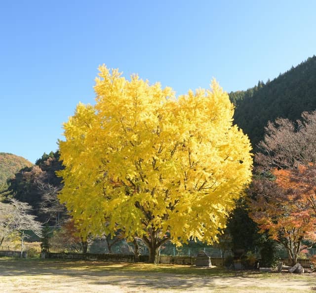 旧津田小学校のイチョウ - Image 1
