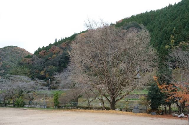 旧津田小学校のイチョウ - Image 3