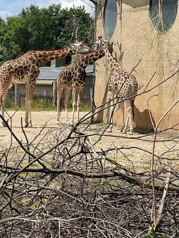 Marwell wildlife park - Image 2