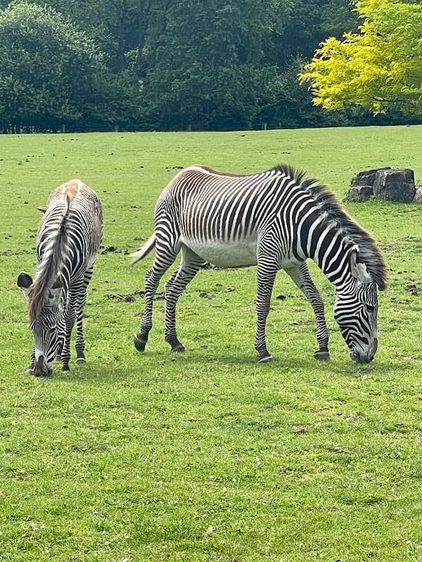 Marwell wildlife park - Image 1