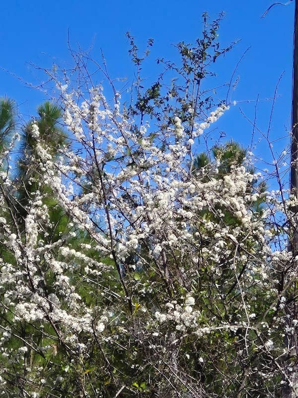 Nature Coast State Trail Parking - Image 1