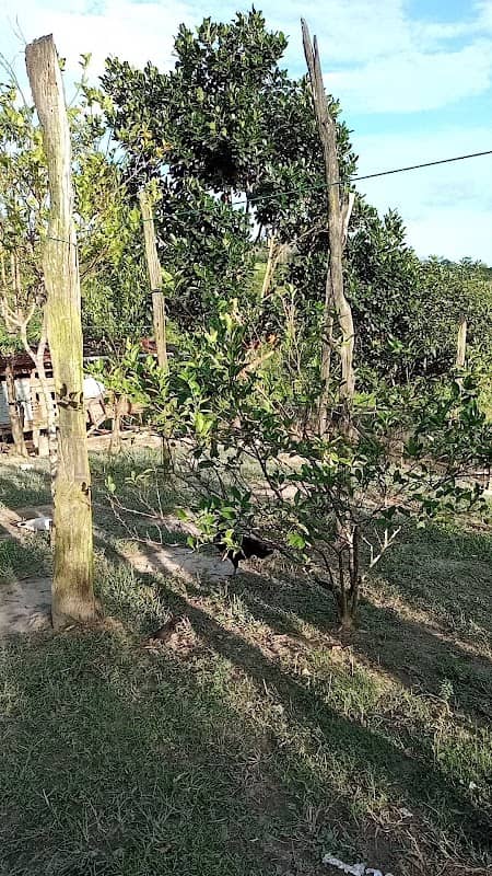 JERI FARM - Image 1