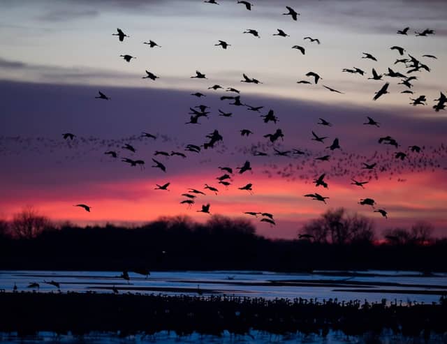 North Platte City Sandhill Crane Viewing Blind - Image 1