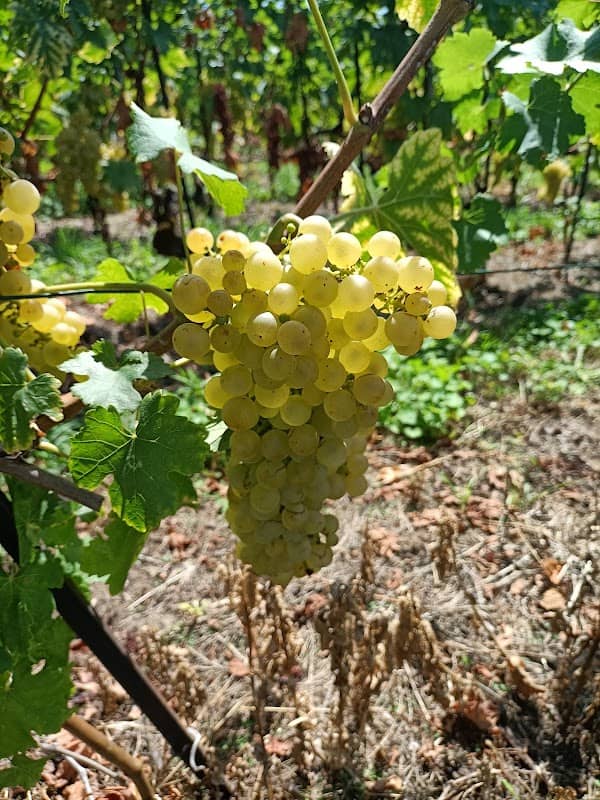Les vignes de Lavaux - Image 1