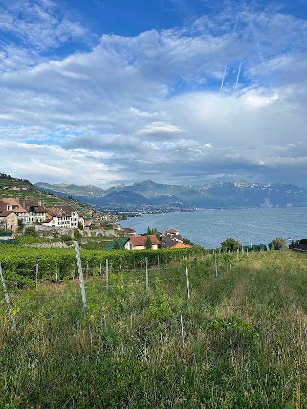 Les vignes de Lavaux - Image 2
