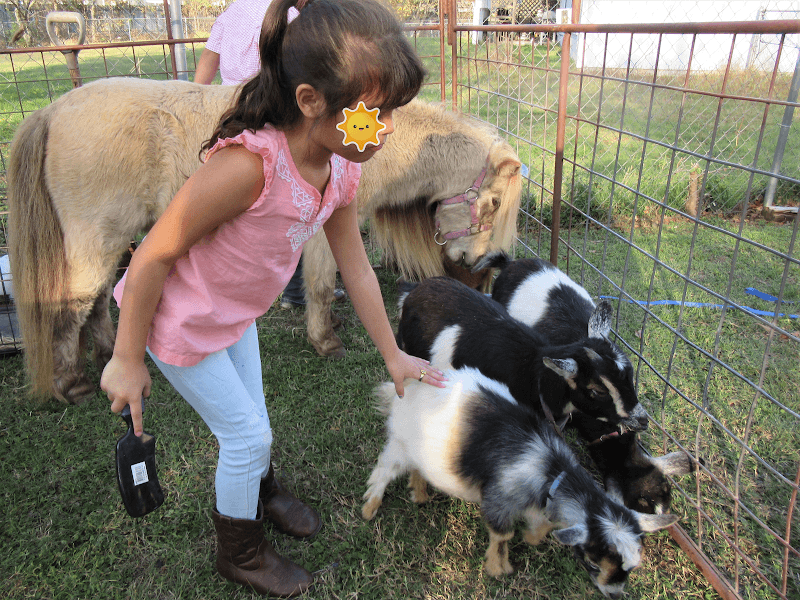MLB Pony Rides and Petting Zoo - Image 1