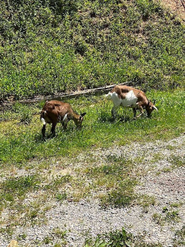 Daisy’s Farm and Campground - Image 2