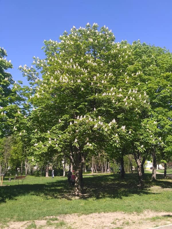 Park Imeni Henerala Potapova - Image 1
