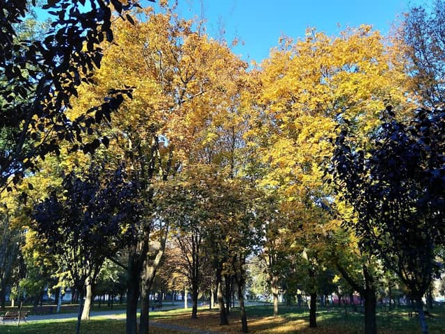 Park Imeni Henerala Potapova - Image 2