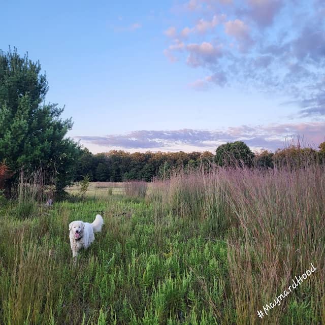 Karner Blue Nature Sanctuary - Image 1