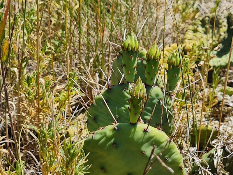 Karner Blue Nature Sanctuary - Image 2