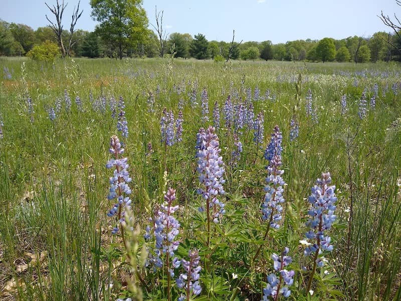 Karner Blue Nature Sanctuary - Image 3