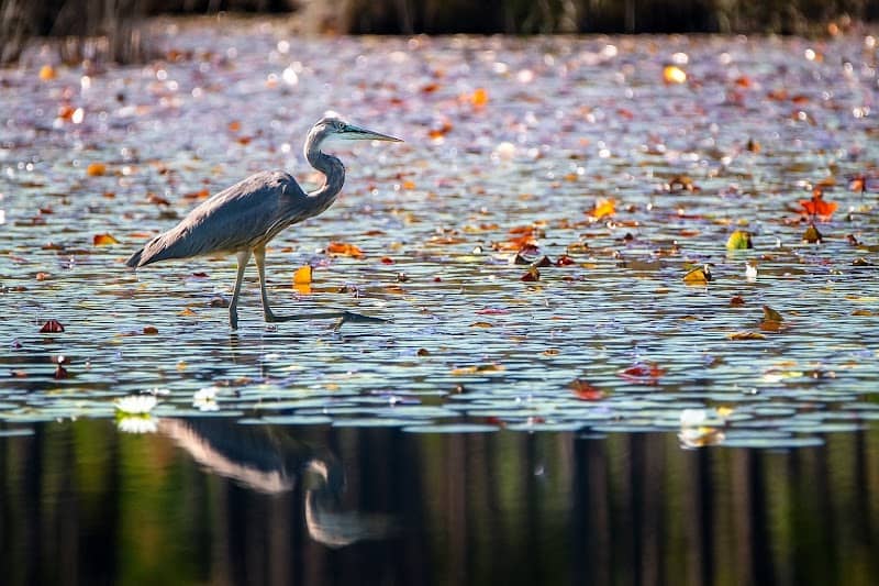 Big Branch Marsh National Wildlife Refuge - Image 1