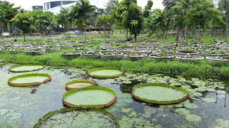 Lotus Museum - Image 2