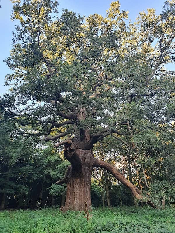 The Panshanger Great Oak - Image 1