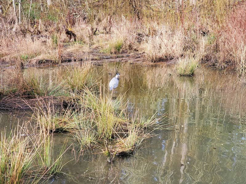 Sherwood Wetlands Park - Image 2