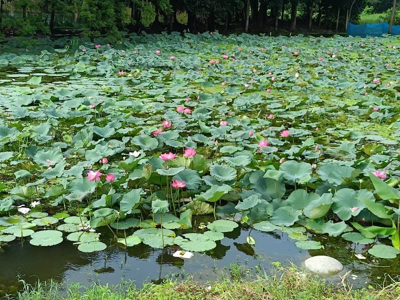 পদ্ম পুকুর, সরকারি দেবেন্দ্র কলেজ - Image 1
