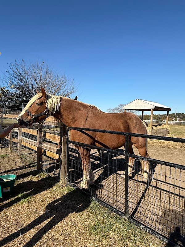 Parkton Animal Oasis - Image 2