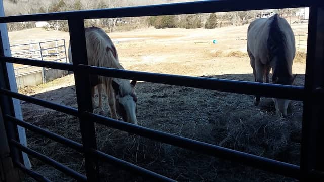 Carey Horse Farm - Image 1