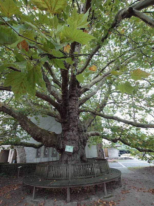 Naturdenkmal Plantane - Image 2