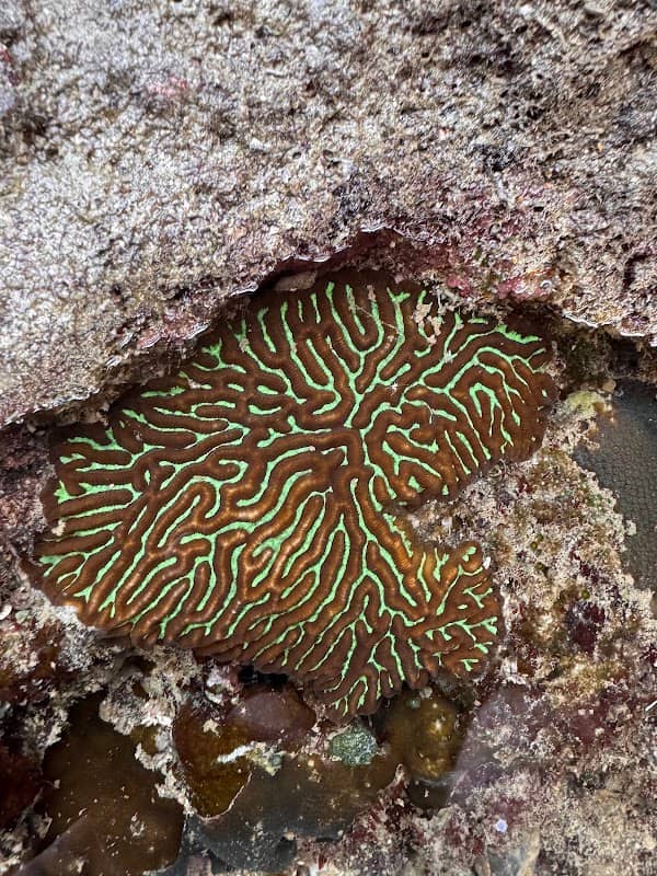 Lapus-Lapus - Image 3