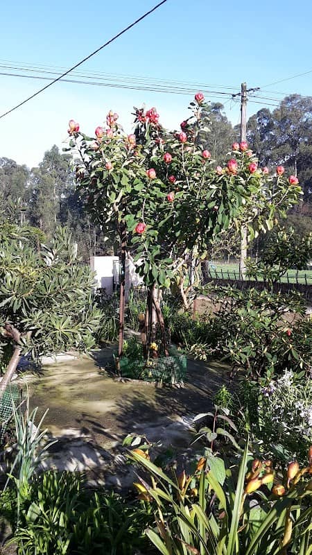 Parque do Souto - Image 1