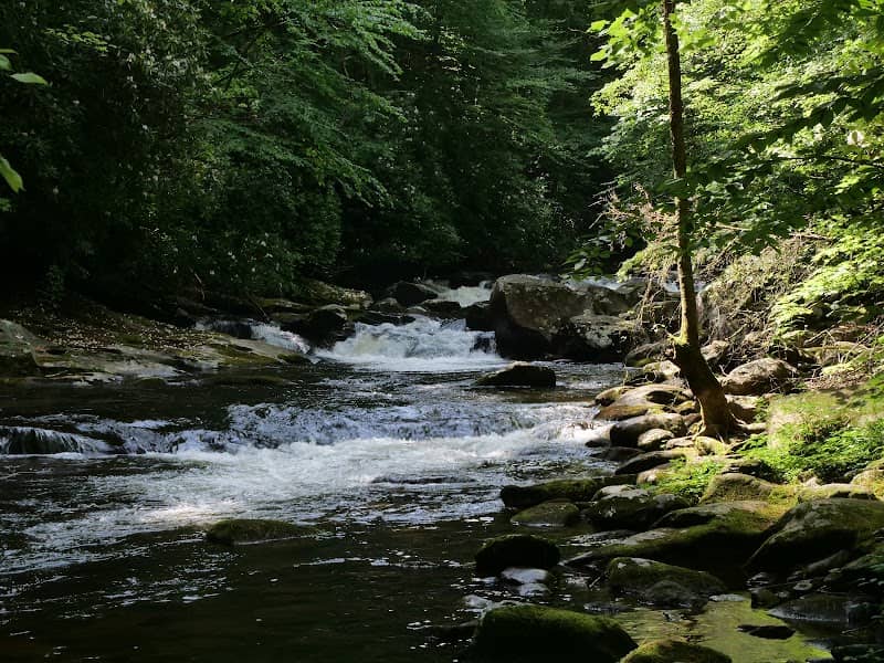 Cherokee National Forest - Image 1