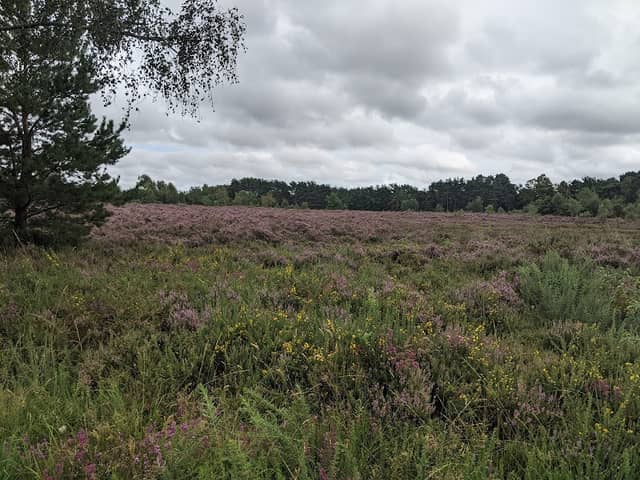 Parley Common Nature Reserve - Image 2