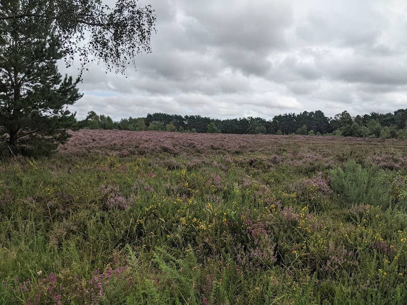 Parley Common Nature Reserve - Image 1