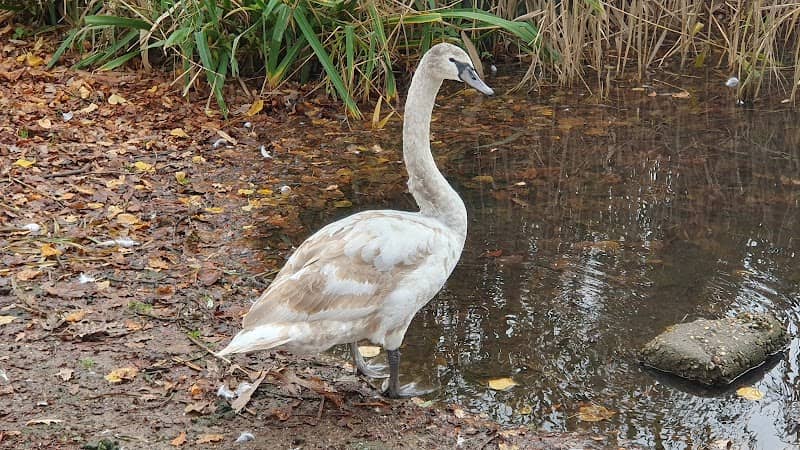 Duck Feeding Point - Image 1