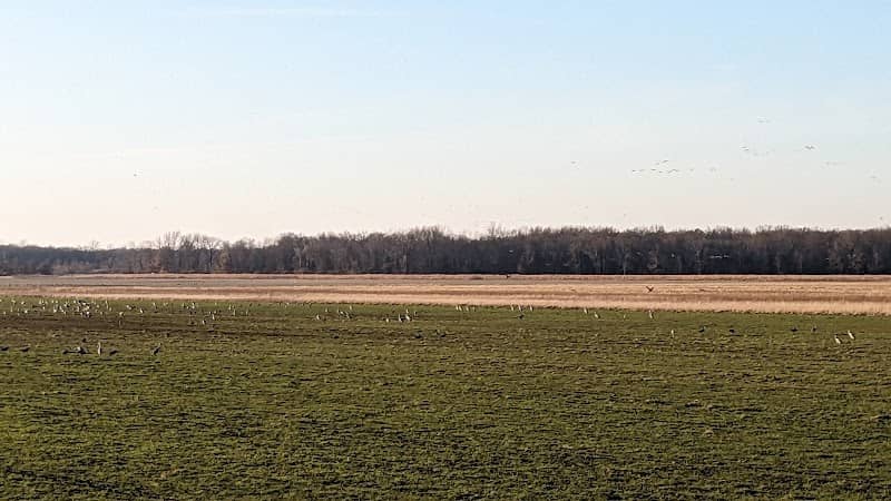 Sandhill Crane Observation Area - Image 1