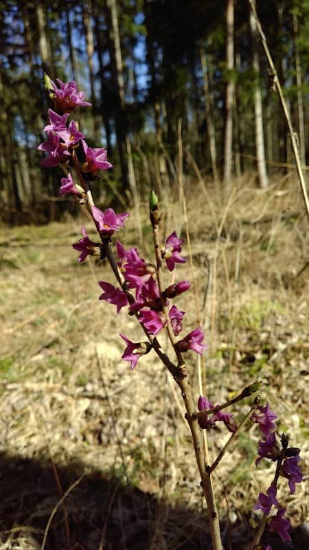 Märzenbecherwald Schwander Soos Snens - Image 2