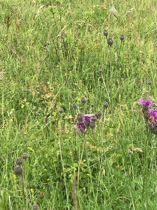 Queendown Warren Nature Reserve - Image 2