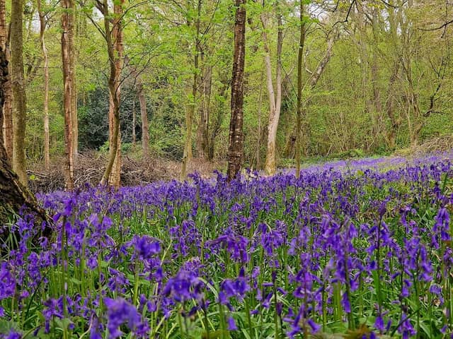 Millisons Wood - Image 1