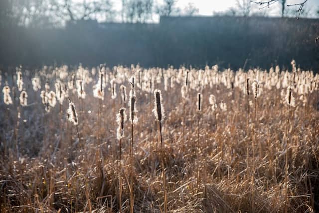 Moor bridge nature reserve - Image 3