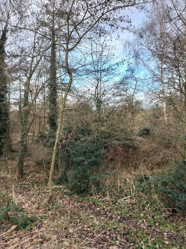 Moor bridge nature reserve - Image 2