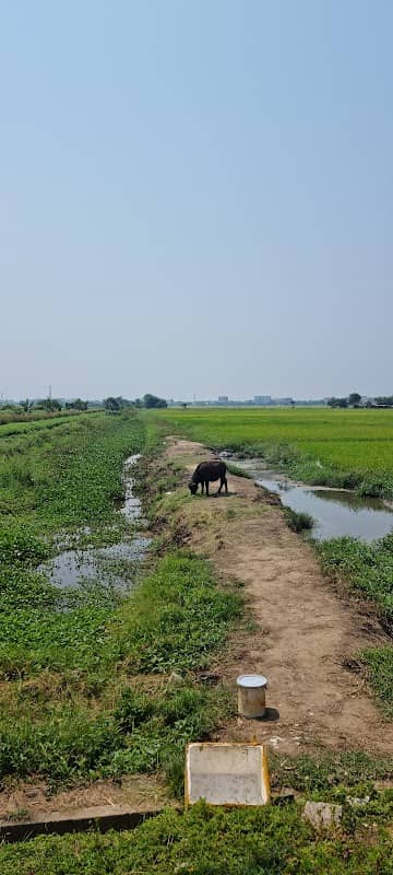 Hoi An Rice Fields-Cycling&Sunset - Image 3