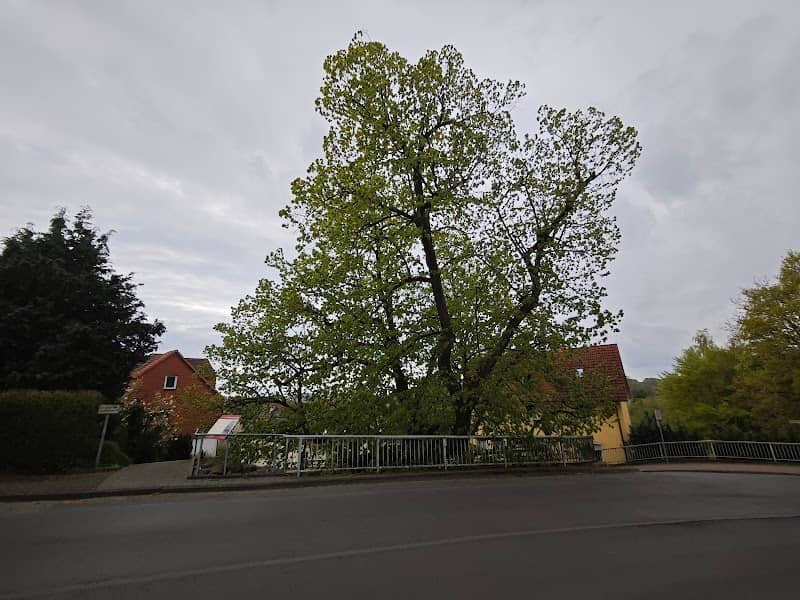 Die Tanzlinde von Niedenstein - Image 1