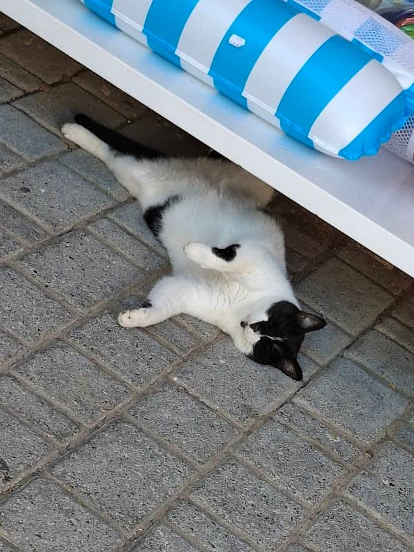 Lazy greek cats - Image 1