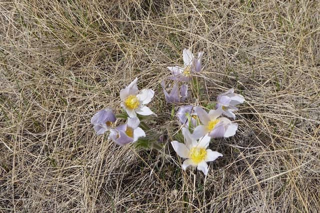 Northeast Swale - Image 1