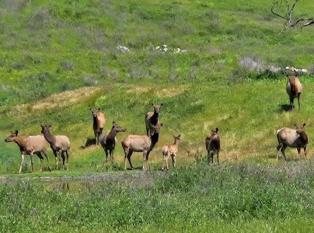 Phipps Creek Elk Viewing Area - Image 3