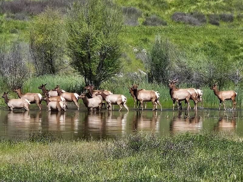 Phipps Creek Elk Viewing Area - Image 1
