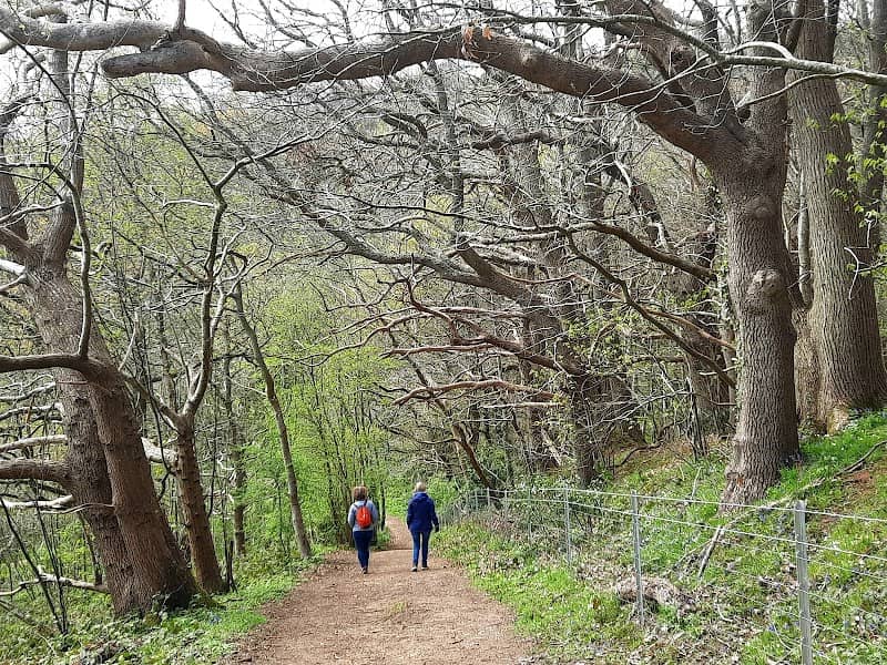 Shalford Common - Image 2