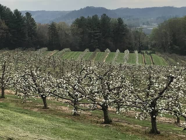 Stepp's Hillcrest Orchard - Image 1