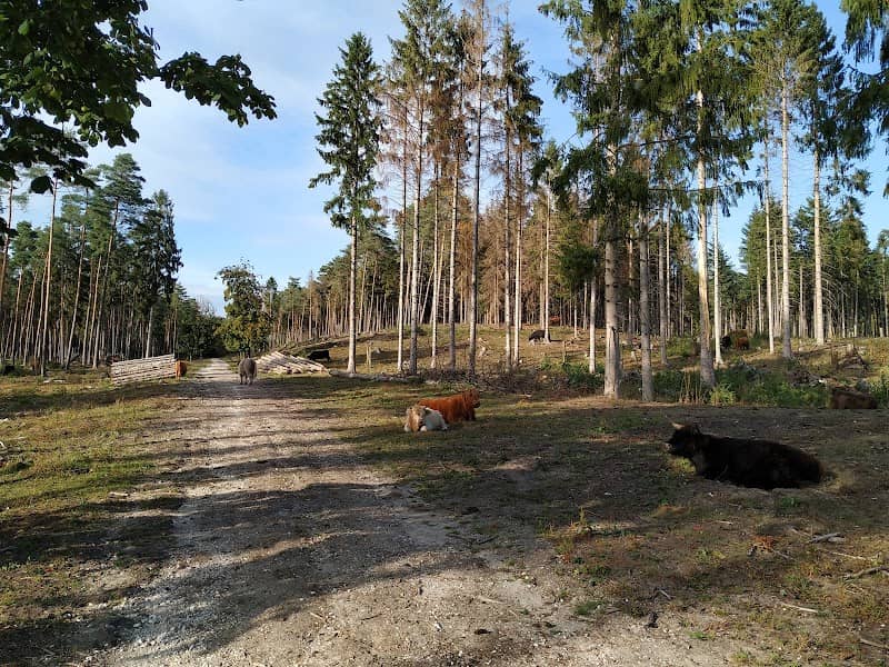 Hausüberreste in der Wistinghauser Senne - Image 2